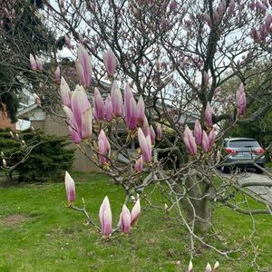 Meet your Posher, Ayesha